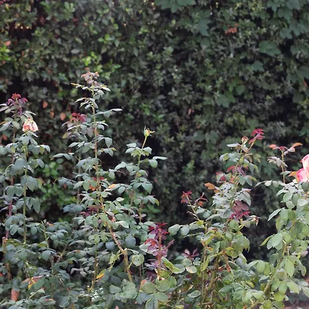 Il Giardino dei Desideri-3