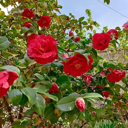 Il Giardino delle Camelie-3